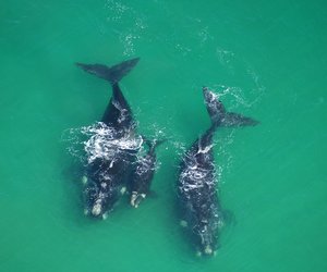 A fond fairwell to the Southern Right Whales